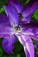 Image result for Clematis Viticella