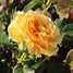 Image result for Rosa Amber Queen (R)