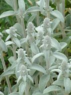Image result for Stachys byzantina Cotton Boll