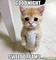 Image result for good goodnight meme cat