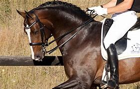 Image result for Double Bit Horse