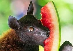 Image result for Bats Eating Fruit
