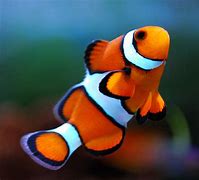 Image result for clown fish