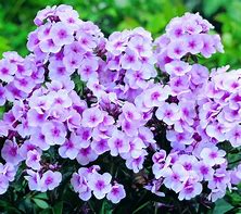 Image result for Phlox Bright Eyes (Paniculata-Group)