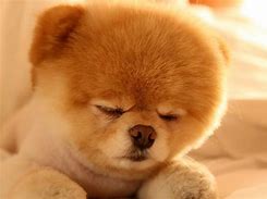 Image result for Boo the Cutest Dog in the World Sleeping