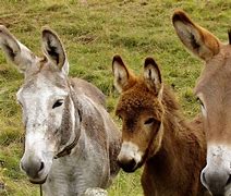 Image result for Friendly Donkey