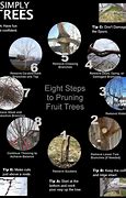 Image result for Tropical Fruit Tree Pruning