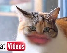 Image result for Cat with Human Lips Meme