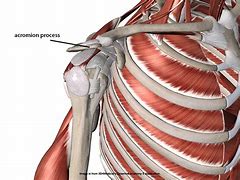 Image result for acromion