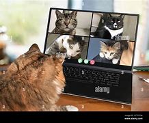 Image result for Funny Conference Call Cat