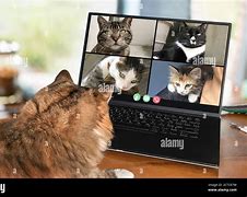 Image result for All Cat Zoom Meeting