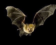 Image result for NorCal Bats