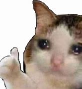 Image result for I Lost My Cat Meme