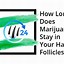Image result for How Long Does THC Stay in Hair