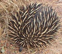 Image result for Echidna Tail