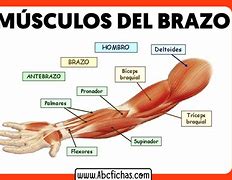 Image result for brozoso