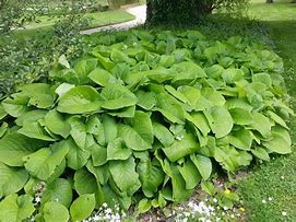 Image result for Trachystemon orientalis