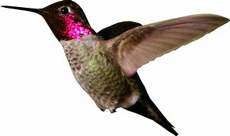 Image result for Hummingbird Green Color