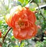 Image result for Chaenomeles speciosa MANGO STORM