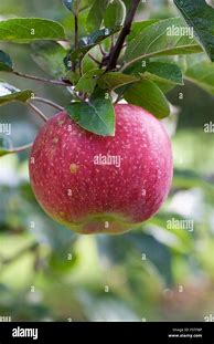 Image result for McIntosh Apple