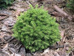 Image result for Picea abies Zwergnase (Parsonii WB)