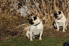 Image result for Pug Wolf Mix