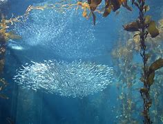Image result for Underwater Reflection