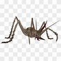 Image result for Vinatge Cricket Bug Clip Art