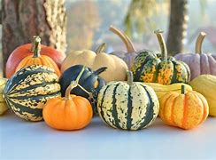 Image result for Identify Squash by Picture