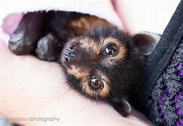 Image result for Fox Fruit Bat Face