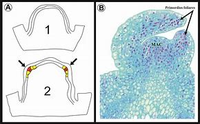 Image result for caulinar