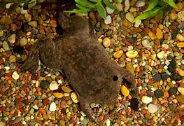 Image result for Surinam Toad