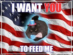 Image result for America Cat Meme