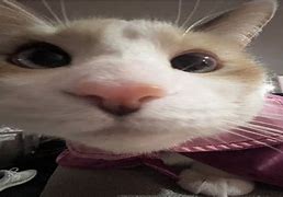 Image result for Srach Cat with Hellmet