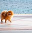 Image result for Cute Puppy Pomeranian