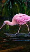 Image result for Things That Are Pink