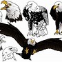 Image result for Eagle Wing Drawing