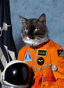 Image result for Cat in Astronaut Suit