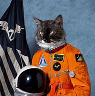 Image result for Cat Cone Astronaut