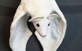 Image result for Albino Fruit Bat Dnd