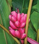 Image result for Banana Bunches