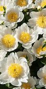 Paeonia jan van leeuwen に対する画像結果