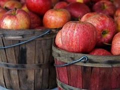 Image result for Fall Harvest Apple Basket