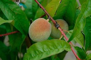 Image result for Prunus persica Redhaven