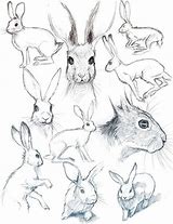 Image result for Simple Distorted Line Art Animals