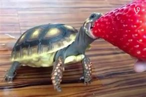 Image result for Baby Turtle Eating Strawberry