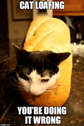 Image result for Cat Meme You're Doing It Wrong