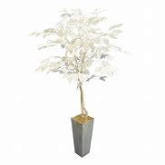 Image result for White Trunk Ficus Tree