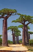 Image result for African Tree of Life