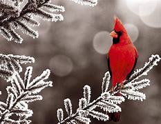 Image result for Winter Bird Photography